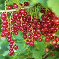 Live Currant Bush Plant Fast Growing, Ready Bear Fruit Within 1 Year - No NC, WV, NH, 6-14" Tall, Great for Backyard or Orchard Growing, Currant Plant (Red)