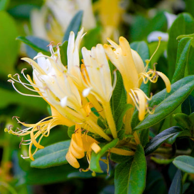 Fragrant White Yellow Climbing Honeysuckle Plant Live Vine, Lonicera Perennial Honeysuckle Plants 5 to 9 Inches Tall