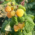 Raspberry Plant Live for Planting, Raspberry Bush Live Plant 6 to 10 Inch Tall, Sweet Raspberries Fruit (Yellow Raspberry)