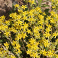 Gold Sedum Plant Live, Stonecrop Succulent Live Plant 2.5 Inch Container, Moss Sedum Ground Cover