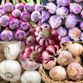 1/2 LB Mixed Garlic Bulbs for Planting in Fall, High Yield Hardneck Garlic Cloves Seeds, Fresh, Cold Hardy and Fast Growing, Various Varieties
