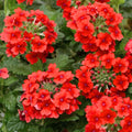 Set 2 Verbena Plants, Live Flowering Verbena Plant, Vibrant Flower Plant for Indoor Outdoor Planting, Hardy and Well Rooted, 4-8 Inches Tall
