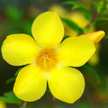 Yellow Mandevilla Live Plant, Climbing Mandevilla Plant, 5 to 7 Inches Tall Starter Plants, Well Rooted for Planting Outdoor Garden
