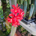 Monkey Tail Cactus Plant, Trailing Cactus Succulent Well Rooted 6-8 Inch Tall, Ornamental Houseplant for Hanging Basket