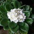 White African Violet Plant Live, 4 Inch Pot, Indoor Flowering Plant