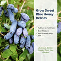 Honeyberry Haskap Live Plant, 4-8" Inch Tall, Honeyberry Plant Live, Cold Hardy Berry Plant for Outdoor Garden and Landscape, No Pot