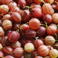 Red Purple Gooseberry Plant, 5-7" Starter Plant, Live Gooseberry Fruit Bush Plants in Soil, No Pot - Edible Berry Fruit Shrub, Hardy Outdoor Garden Plant