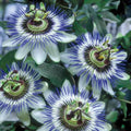 2 Abundant Bloom Blue Passion Flower Plants Live, Passiflora Live Plant for Trailing, Climbing Trellis Outdoor, 5-9" in Tall, Perennial, Fragrant