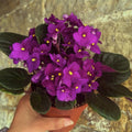 African Violets Plant Live in 4'' Pot, Fast-bloming Indoor Outdoot Flowering Plant with Vibrant Blooms (Blue African Violet)