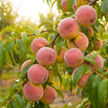 Sweet Peach Tree Live Plant, Cold Hardy Peach Tree, 1-2 Ft Tall
