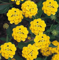 Lantana Live Plant for Planting Outdoors, Set 2 Live Lantana Plants, 4 to 7 Inch Tall, Lantana Perennial Plants, Ready to Plant, Yellow