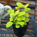 Swedish Ivy Plant Live, Yellow Green Swedish Ivy Plant in 2.5'' Pot, Plectranthus Fragrant Swedish Ivy for Indoor Planting, 2-3 Inc Tall