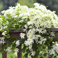 Clematis Vine Plant Live for Planting, Fragrant Clematis Plant Live in 2.5 Inches Pot, Clematis Flowers Perennial