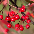 Red Chokeberry Plant Live, 9 Months Old Aronia Plants Shrub Bush, 6 to 12 Inc Plant