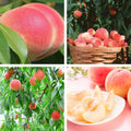 Grafted Peach Tree Live Plant, Well Rooted Peach Plant 1 Feet Tall for Planting Outdoor, Dormant, Ready to Bear Fruit Within 1-2 Years
