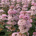 Pink Bluebeard Plant Live Flower Plant, Caryopteris Plants in 2.5 Inc Pot