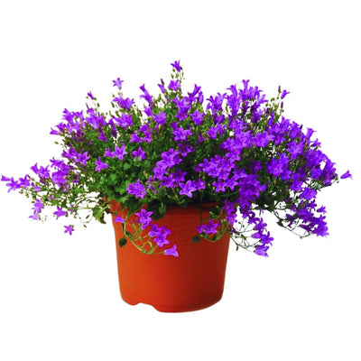 Blue Campanula Plant 2.5 Inches Potted, Campanula Plant Live, Bellflower Plants