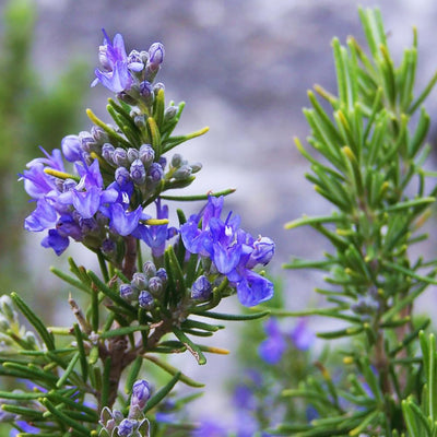 3 Rosemary Plants Live, Herb Plants, 4 to 7 Inches Tall, Rosemary Starter Plants