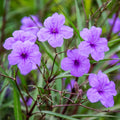 Purple Mexican Petunia Plant Live in 4" Pot, Petunias Live Plants from 3 to 5 Inches Tall, Perennial and Vibrant Flowers for Indoor Outdoor Planting
