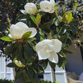 Magnolia Plant Live, Sweetbay Magnolia Tree Live Plant, 6 to 9 Inc Tall, Magnolia Shrub Plant Live