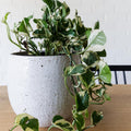 White Pothos Live Plant, Live Pothos Plant, Variegated Pothos Plant Live in 4 Inches Pot, Indoor Live House Plant, House Indoor Plant