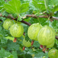 Sweet Gooseberry Plant Live to Grow, Gooseberry Bushes Live Plant 5 to 9 Inch Height, Gooseberries Fruit Well Rooted