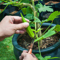 Set 2 of Okra Plants Live, Green Okra Live Plant, 4 Inc Potted, Vegetable Plants Live for Gardening Indoor Outdoor