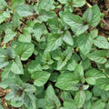 Set 4 Chocolate Mint Plants, 4 to 7 Inch Tall Starter Plant, Without Pot, Chocolate Mint Fresh Herb Plant for Patio and Garden, Culinary Herbs Fragrant Leaves