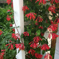 Fragrant Red Coral Honeysuckle Plants Live Vines, Perennial Lonicera Honeysuckle Plants, 5 to 9 Inches Tall