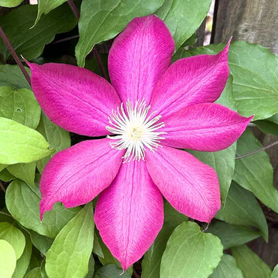 Burgundy Clematis Live Plant in 2.5" Pot, Flowering Climbing Clematis Vine Starter for Outdoor Garden and Trellis, Well Rooted