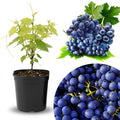 Seedless Grape Vine Live Plant for Planting, 6-10" Potted, Cold Hardy, Spring Fast-Growing and High Yielding (Large Blue-Black Grapes Variety)
