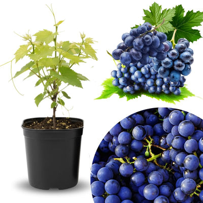 Seedless Grape Vine Live Plant for Planting, 6-10" Potted, Cold Hardy, Spring Fast-Growing and High Yielding (Large Blue-Black Grapes Variety)