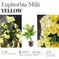 Yellow Crown of Thorns Plant Live in Pot, Euphorbia Milii Live Plants Very Hardy Houseplant Home Decoration, Year Round Blooming