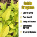 Golden Oregano Live Plant 3" Pot, Golden Oregano Leaf Plant, Fragrant Herb Seedlings Grow Indoor Outdoor