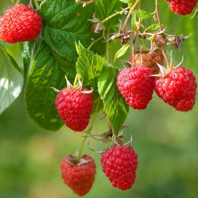 Raspberry Plant Live for Planting 6 to 12 Inch Height, Raspberry Bush Live Plant to Grow, Sweet Raspberries Seedling (Heritage Raspberry)