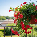 Set 2 Red Mandevilla Live Plant Vine, Mandevilla Plant, 4-6 Inches Tall, Climbing Shrubs for Trellis and Outdoor Garden
