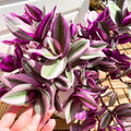 Pink Wandering Jew Plant, Wandering Jew House Plant, Pink Wandering Jew Vine Plant Live 2.5 Inches Pot to Plant Indoor Outdoor