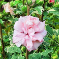 1 Pink Rose of Sharon Plant Live 4 Inch Pot, Hardy Hibiscus Shrub with Vibrant Blooms, Althea Hibiscus Syriacus Flowers
