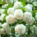 2 Old Fashion Viburnum Plants Live for Planting, Snowball Viburnum Live Plants 6 to 10 Inches Height, 4" Pots, Viburnum Shrubs