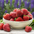 Ozark Strawberry Plants Live for Planting Outdoors, Fragrant 10 Bareroots, Large Sweet Fruit, Well Rooted, Bare Root Strawberry Plants, Everbearing Strawberry Plants