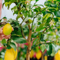 2 Meyer Lemon Tree Live Plants in 4'' Pot, Hardy Meyer Lemon Tree, Tropical Fruit Tree for Indoor and Outdoor Planting, Fragrant Citrus Plants, Well-Rooted, 2-3 Inches Tall