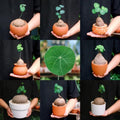 Stephania Cephalantha Bulb, Various Size for Fast Growing Stephania Plant Indoor Outdoor, Erecta Caudex Like, Rare Succulent Houseplant (Large, 3.5-4 Inches Wide)
