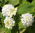Lantana Live Plant for Planting Outdoors, Set 2 Live Lantana Plants, 4 to 7 Inch Tall, Lantana Perennial Plants, Ready to Plant, Random Color