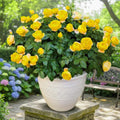 Mini Rose Bush Live Plant in 3.5'' Pot, Miniature Rose Plant Live, 3-5'' Tall, Mini Rose Plant, Live Flower Plant for Office and Home Decoration (Yellow)