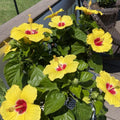 2 Red Yellow Hibiscus Plants, 3-5 Inch Tall Starter Plants - Live Hibiscus Flower Plants for Outdoor Garden, Patio, and Container Growing