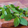 Basil Plants Live, 15 Green Basil Live Plants for Indoors, 4 to 8'' Tal, Herb Garden