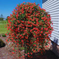 Major Wheeler Climbing Honeysuckle Plant Live, Fragrant Honeysuckle Plants Vine Bushes in 2.5 Inch Pot