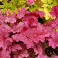 Red-Orange Coral Bells Heuchera Live Plant in 2.5 Inch Pot, Perennial and Shade Heucherella Bushes Shrubs Plant