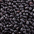Live Black Bean Plant, Bean Bush Plants, 3-5 Inches Tall
