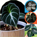 2 Black Velvet Alocasia Plants Live Houseplant for Indoor Outdoor Growing, 4 to 8 Inches Tall, Rare and Hardy